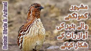 Download lagu Quail sounds batair ki awaz @GulBirds11 @jangleanimals #batair #batairkiawaz #birds  mp3