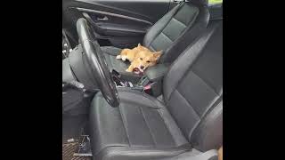 Video preview image #1 Shiba Inu-pomeranian spitz Mix Puppy For Sale in Cuba, NY, USA