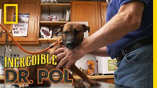 A Doggone Cutie! | The Incredible Dr. Pol
