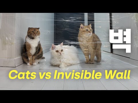 오마리 vs 투명 벽