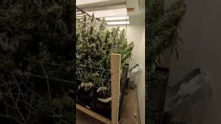The TRUTH about how to handle Powder Mildew in a grow room