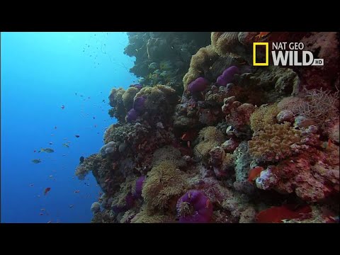 Desert Seas Narrated by David Attenborough | National Geographic Documentary