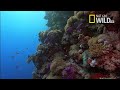 Desert Seas Narrated by David Attenborough | National Geographic Documentary