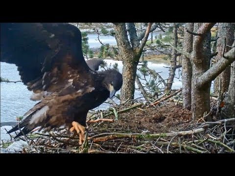 Smola Norway Eagle Nest ~ Elida Plays With Spike Branch 9.8.18