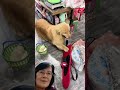 Funny Goldenretreivers Pets Cute ปอมเมอเรเนียน Dogs Remix Animals Music Do