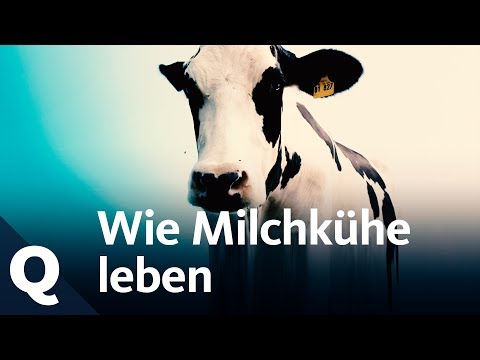 How differently dairy cows live in Germany | Quarks
