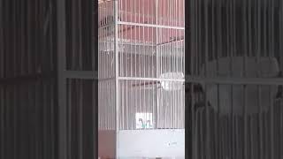 Download lagu Gelatik wingko anak rajin bunyi mp3 Download lagu Gelatik wingko anak rajin bunyi mp3