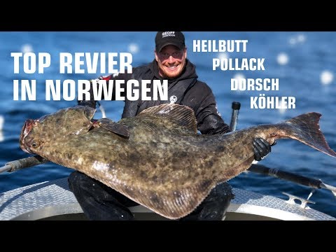Norwegen Angeln - Top Revier für Pollack, Köhler, Dorsch und Heilbutt - Mittelnorwegen, Seter Brygge