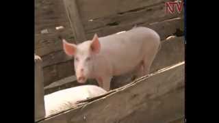 On The Farm: Charles Kawuma, earning a comfortable living from piggery