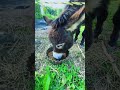 Silence is golden, hustle is louder. Henry knows. #fyp #boggsfunnyfarm #henry #fypシ #donkey #hustle