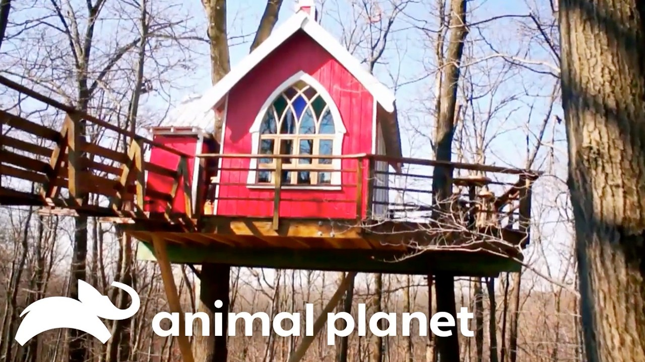 Coolest Builds from Season 1 | Treehouse Masters | Animal Planet