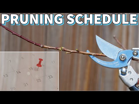 When To Prune Fruit Trees: A Quick And Easy Guide