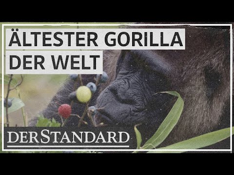 Ältester Gorilla der Welt wird 66 Jahre alt