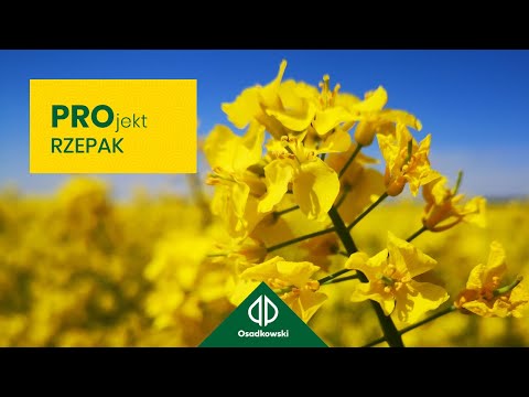Polecane odmiany rzepaku | PROjekt Rzepak 2023
