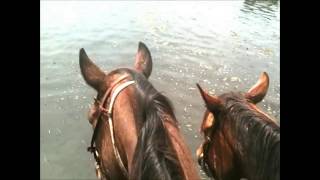 preview picture of video 'Cattle Drive ~ Cowboyin' Louisiana Style ~ Johnson Bayou'