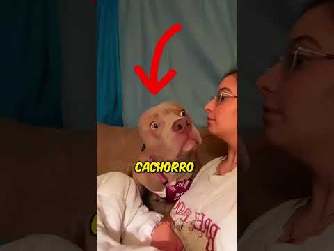 Cachorro descobre que o dono sabe falar 😂 #interessante #incrivel #cachorro #engraçado