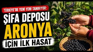  Türkiye’de Yeni Yeni Tanınıyor Şifa Deposu Aronya İçin İlk Hasat