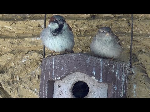 House sparrow and white stork. Haussperling und Weißstorch