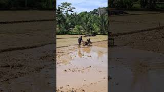 Download lagu lurus mp3