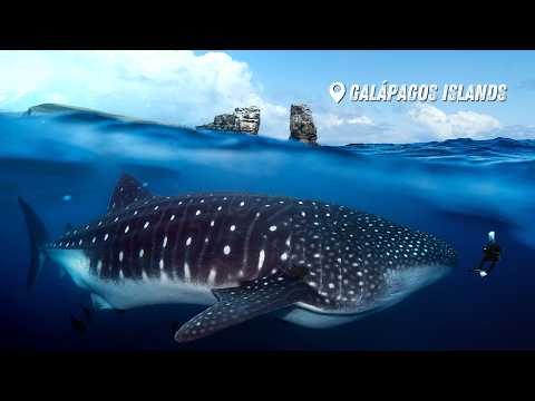 My Galápagos Liveaboard Experience: Hammerheads & Giant Whale Sharks