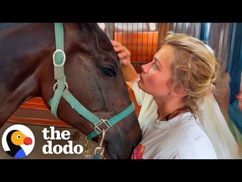 Two Neglected Horses Who Could Barely Walk Help Each Other Heal | The Dodo