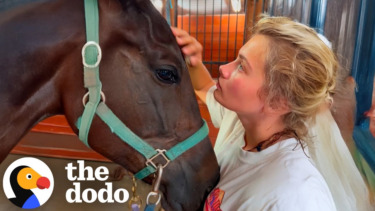 The Horse Rescue Story That Left Viewers Speechless: A Powerful Tale of Courage, Compassion, and Justice