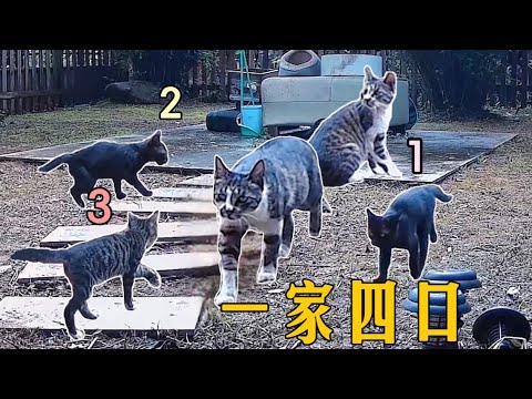 , title : '被人類救過的流浪貓媽會報恩？帶了三隻小奶猫回來，住下就不肯走了｜李喜猫'