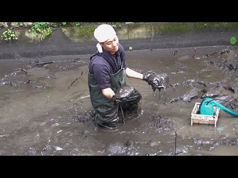 あなたの池の水は緑色ですか?こうやってきれいな水を確保します トピックス