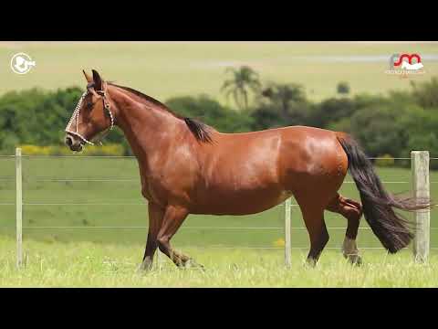 LOTE 38 - Hornerita 297 da Vendramin