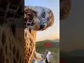 Eagle Voice Status Baaz Voice Baaz Eagle Eagle Voice Eagles Birds Birds Voice