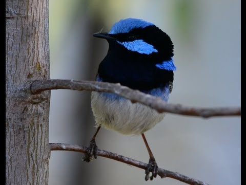 download lagu mp3 mp4 Superb Fairy Wren, download lagu Superb Fairy Wren gratis, unduh video klip Superb Fairy Wren
