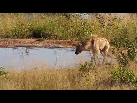 Djuma: Hyena gets a quick drink from the pan - 08:14 - 05/17/20