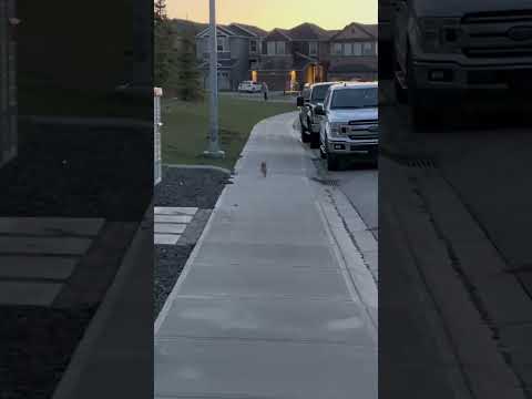 Milton’s excited to go to the park 🤗