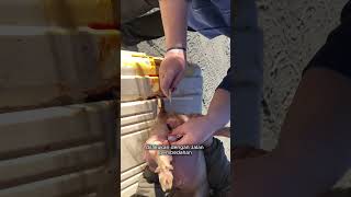 Download lagu What is the purpose of castration in livestock? #livestock #castration mp3