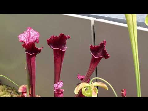 Magical History Tour - Kew Gardens