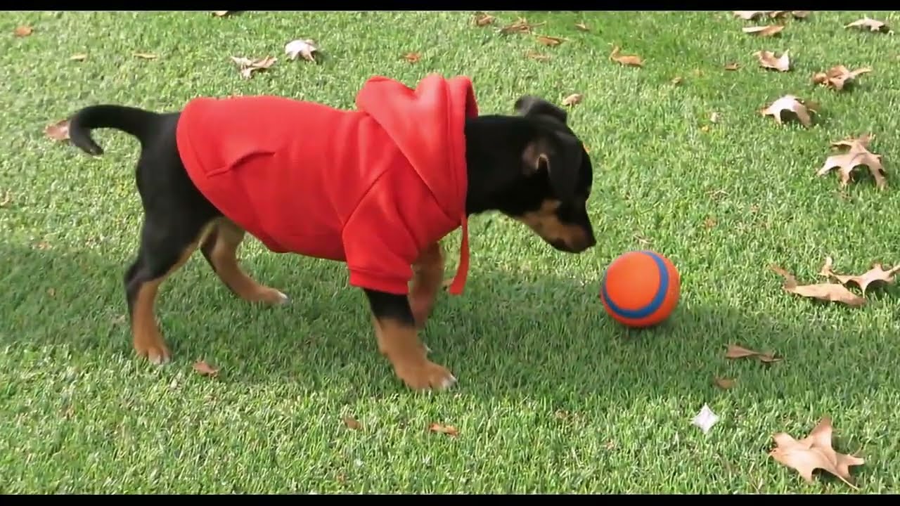 Enlarge Walker, a Adoptable mixed breed in Crown Point, IN video 3/3