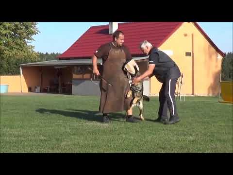 Chira Zde-Sko - 12 months, protection