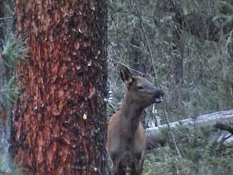 Lost Elk Calf Sound - Best Calf Sound on the Internet!