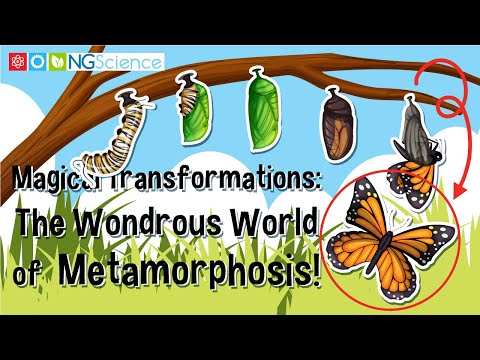 Magical Transformations: The Wondrous World of Metamorphosis!