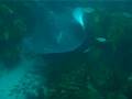 Ray Vs Shark