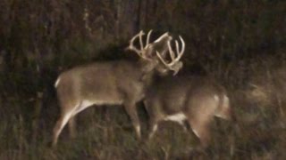 BIG WHITETAIL BUCKS FIGHT WITH LOCKED ANTLERS PENNSYLVANIA 2015
