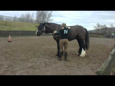 Clinton Anderson Method Moving The Hindquarters