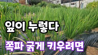 쪽파 굵게 키우려면 지금부터 꼭 관리해야  추비 주는법