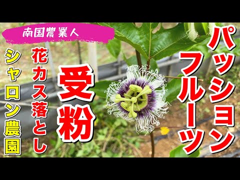 パッションフルーツ:パッションフルーツとの3つの違い 植物