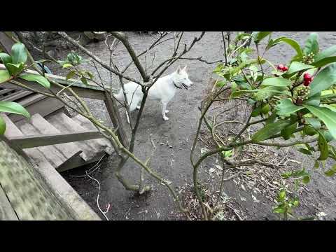 Gnar, Benny Baldasso & Iris (3)