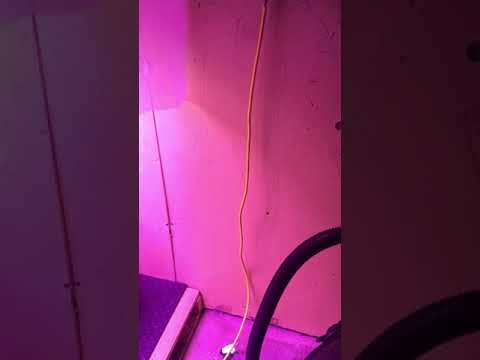 Fast Buds purple lemonade Wendy Williams plant lol