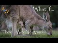 Always Bouncing Forward Kangaroo Animal Inspiration Videos AmazingWorld Tv