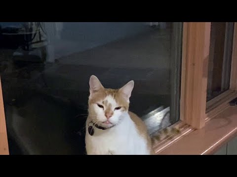 Kleptomaniac Cat Finally Gets Caught