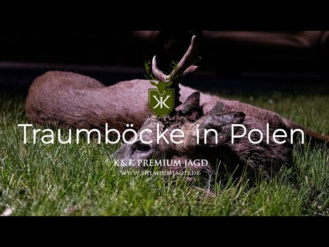 Traumböcke - Bockjagd Polen - K&K Premiumjagdreisen