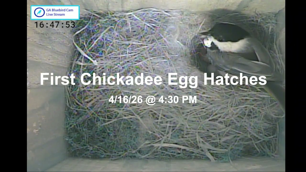 First Chickadee Egg Hatches 041626